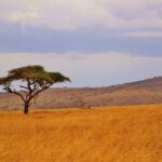 Una acacia paraguas aislada en una llanura de hierba dorada, con colinas arboladas en el horizonte
