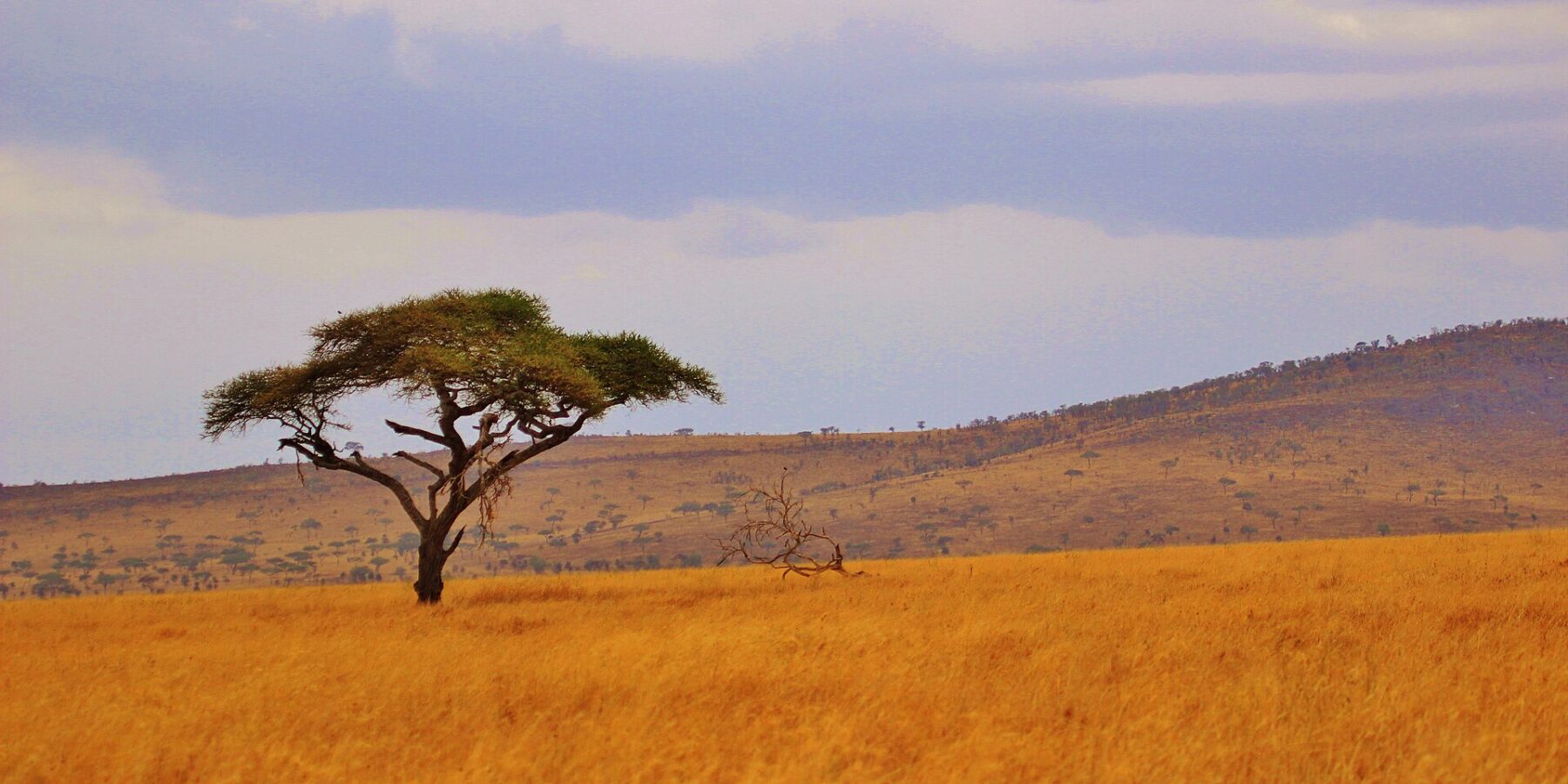 Una acacia paraguas aislada en una llanura de hierba dorada, con colinas arboladas en el horizonte
