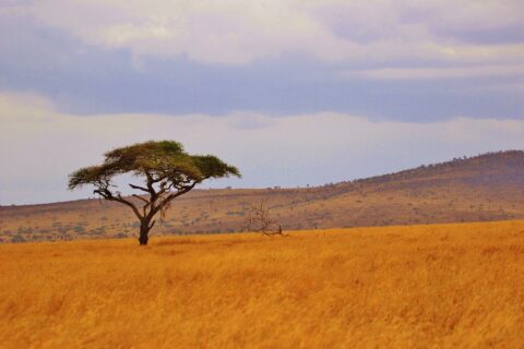 Una acacia paraguas aislada en una llanura de hierba dorada, con colinas arboladas en el horizonte