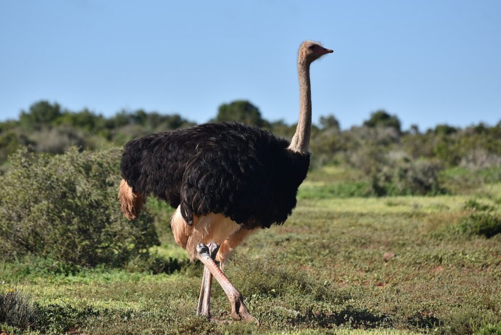 Un avestruz macho de plumaje negro, con las puntas de las alas y la cola de color beige claro, camina sobre la hierba rasa con el largo cuello gris erguido, el matorral bajo detrás y el cielo azul