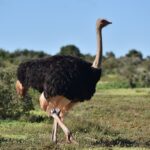 Un avestruz macho de plumaje negro, con las puntas de las alas y la cola de color beige claro, camina sobre la hierba rasa con el largo cuello gris erguido, el matorral bajo detrás y el cielo azul