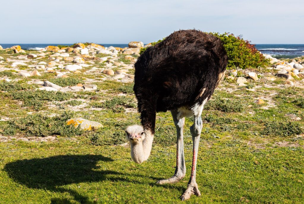 Un avestruz macho inclina la cabeza hacia la hierba corta, con el plumaje negro, el cuello gris azulado y las patas enrojecidas, y detrás rocas claras y el océano