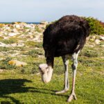 Un avestruz macho inclina la cabeza hacia la hierba corta, con el plumaje negro, el cuello gris azulado y las patas enrojecidas, y detrás rocas claras y el océano