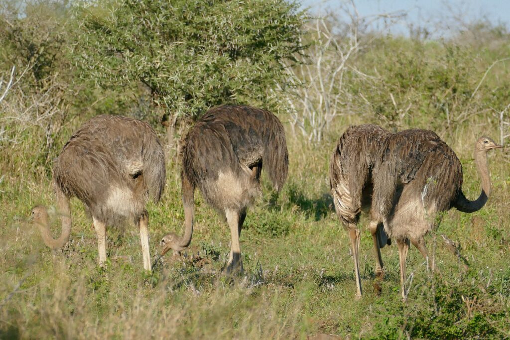 Cuatro avestruces hembras de plumaje pardo grisáceo pastan con la cabeza baja en la hierba verde delante de una acacia, y una de ellas levanta el cuello