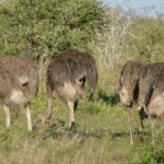 Cuatro avestruces hembras de plumaje pardo grisáceo pastan con la cabeza baja en la hierba verde delante de una acacia, y una de ellas levanta el cuello