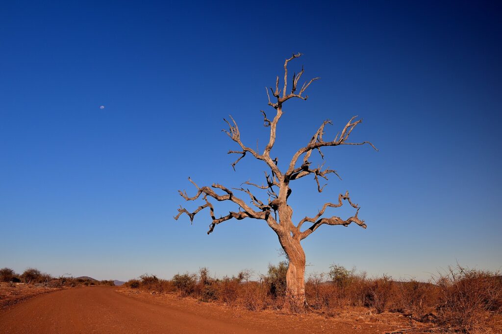 Un leadwood muerto, un árbol de ramas desnudas, se alza al borde de una pista de tierra roja, con la luna en un cielo azul intenso de estación seca