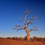 Un leadwood muerto, un árbol de ramas desnudas, se alza al borde de una pista de tierra roja, con la luna en un cielo azul intenso de estación seca