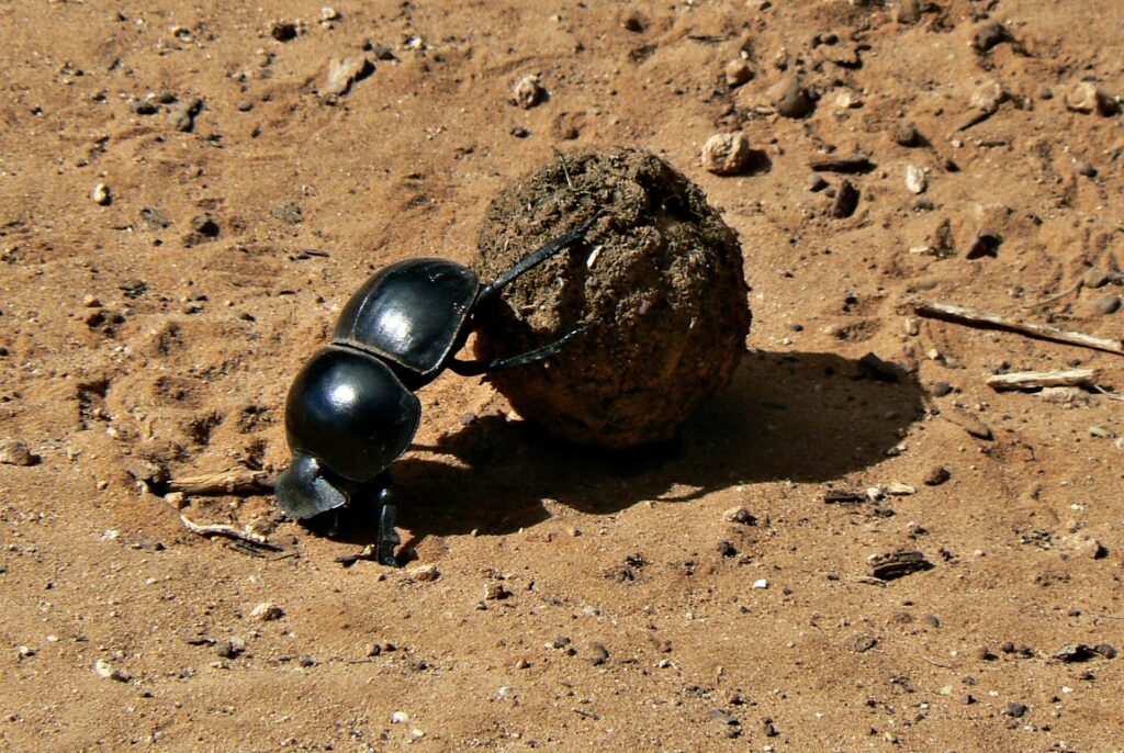 Un escarabajo pelotero negro y brillante empuja con las patas traseras una bola de estiércol más grande que él sobre la tierra roja de una pista