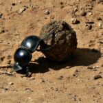 Un escarabajo pelotero negro y brillante empuja con las patas traseras una bola de estiércol más grande que él sobre la tierra roja de una pista