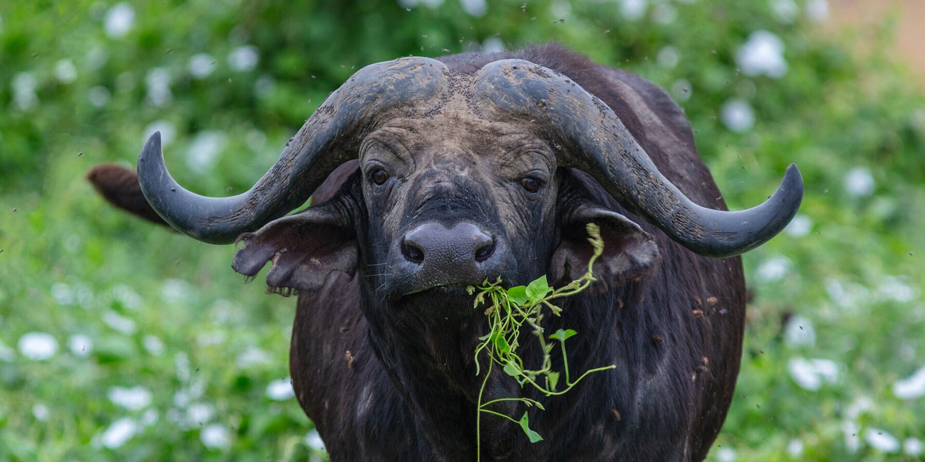 Un búfalo de frente, con los cuernos en casco soldados sobre la frente y un tallo verde en la boca, rodeado de moscas