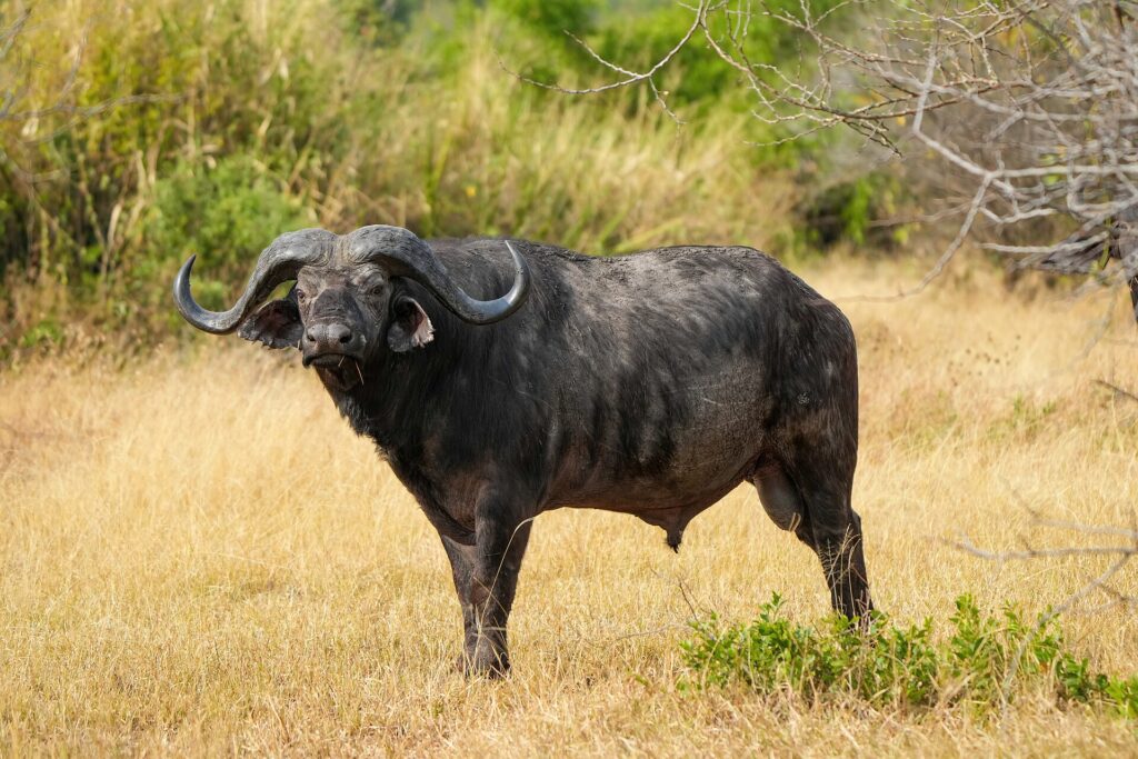 Un búfalo macho de pie y de perfil en la hierba amarilla, con la cabeza girada hacia la cámara, cuernos gruesos y orejas con flecos
