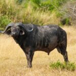 Un búfalo macho de pie y de perfil en la hierba amarilla, con la cabeza girada hacia la cámara, cuernos gruesos y orejas con flecos