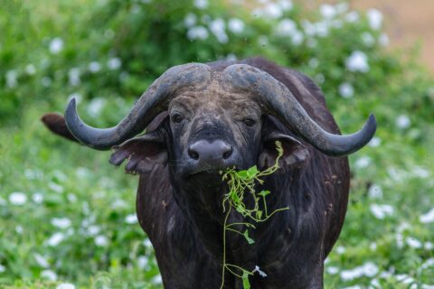Un búfalo de frente, con los cuernos en casco soldados sobre la frente y un tallo verde en la boca, rodeado de moscas