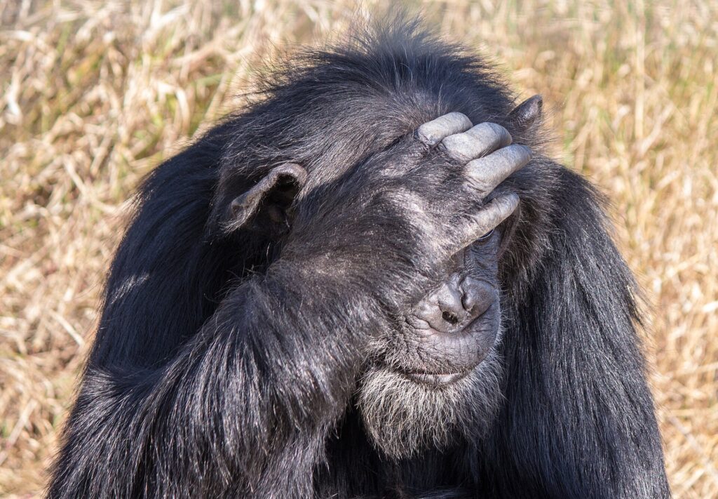 Primer plano de un viejo chimpancé de barba gris, con la mano en la frente delante de los ojos y hierba seca detrás