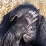 Primer plano de un viejo chimpancé de barba gris, con la mano en la frente delante de los ojos y hierba seca detrás