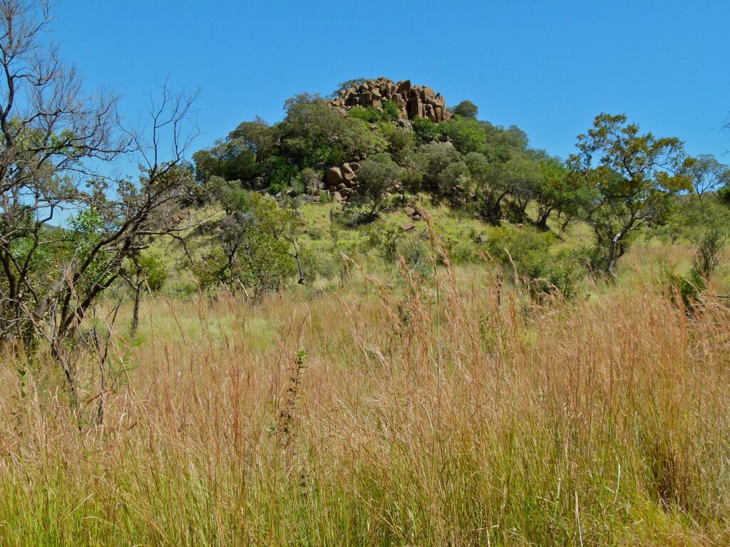 Una colina coronada de grandes rocas pardas y árboles verdes se alza detrás de hierbas altas y doradas, bajo un cielo azul sin nubes