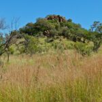 Una colina coronada de grandes rocas pardas y árboles verdes se alza detrás de hierbas altas y doradas, bajo un cielo azul sin nubes