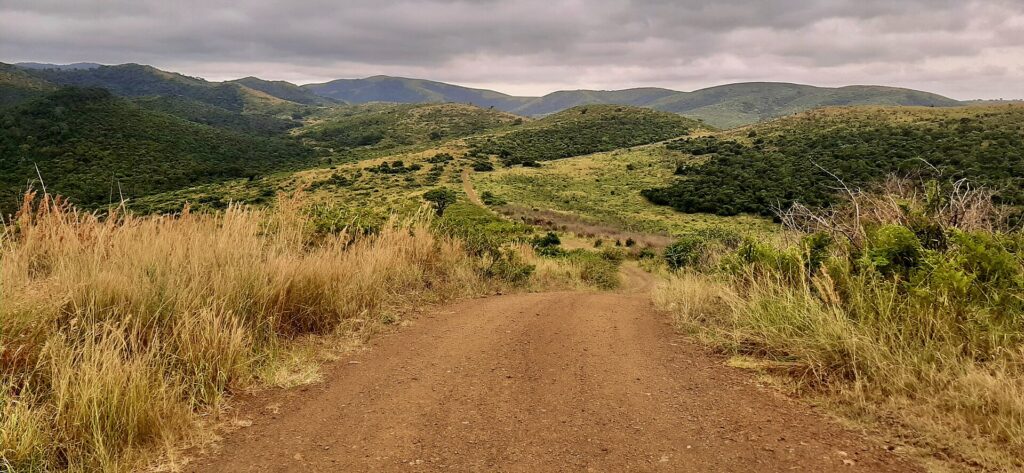 Una pista de tierra roja baja entre hierbas altas y doradas hacia colinas verdes que se suceden hasta el horizonte bajo un cielo gris