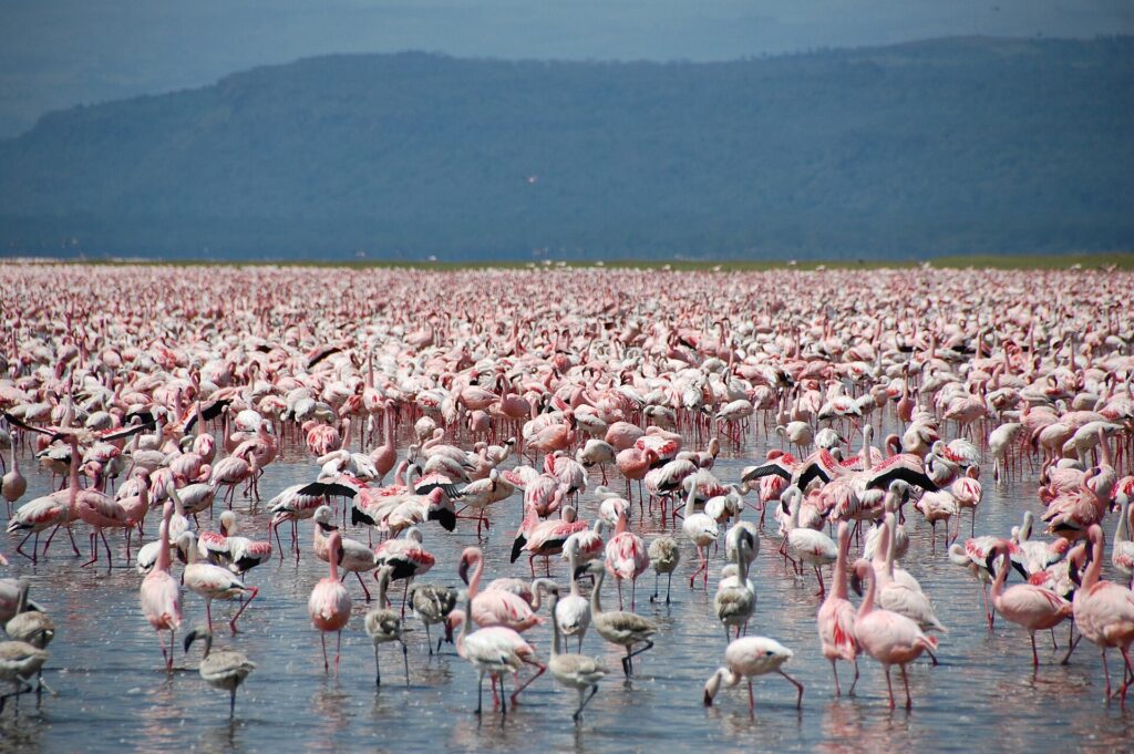 Miles de flamencos enanos rosas, con algunos jóvenes grises, cubren el agua poco profunda del lago hasta el horizonte, delante de colinas oscuras