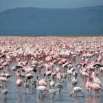 Miles de flamencos enanos rosas, con algunos jóvenes grises, cubren el agua poco profunda del lago hasta el horizonte, delante de colinas oscuras
