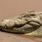 Primer plano de la cabeza de un cocodrilo del Nilo apoyada en la arena mojada, con el ojo cerrado, los dientes asomando de la mandíbula y el agua marrón detrás
