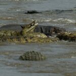 Cinco cocodrilos del Nilo con las mandíbulas abiertas se apiñan en el agua fangosa del río, con un hipopótamo detrás