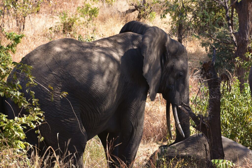 Un elefante de tres cuartos entre la hierba alta y seca, con una oreja desplegada y los colmillos visibles, a la sombra de los árboles