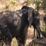Un elefante de tres cuartos entre la hierba alta y seca, con una oreja desplegada y los colmillos visibles, a la sombra de los árboles