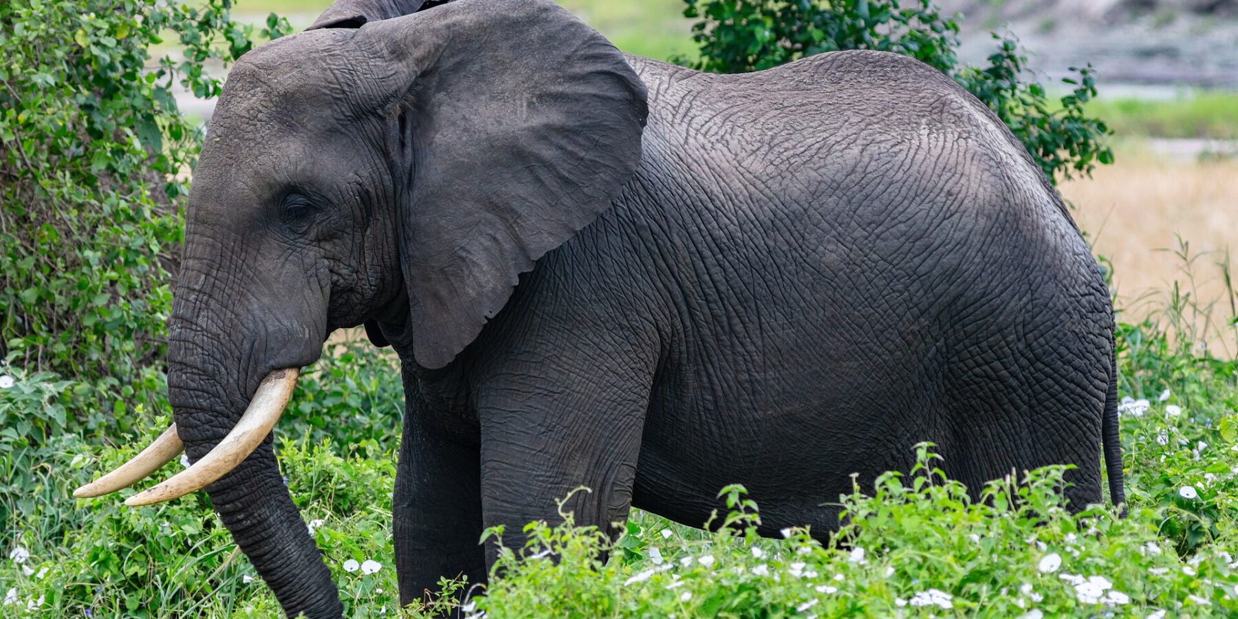 Un elefante de perfil entre vegetación verde con flores blancas, con la oreja desplegada y los colmillos curvados hacia delante