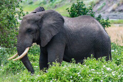Un elefante de perfil entre vegetación verde con flores blancas, con la oreja desplegada y los colmillos curvados hacia delante
