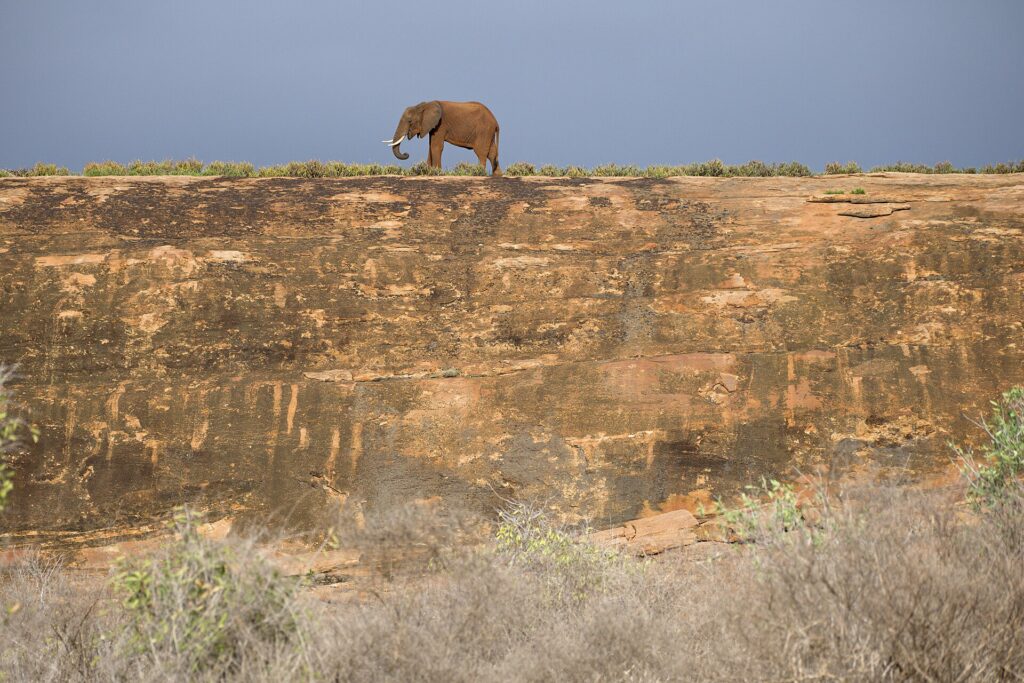 Un elefante solitario camina por la cima de una gran losa de roca ocre, recortado contra un cielo de tormenta gris azulado