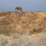 Un elefante solitario camina por la cima de una gran losa de roca ocre, recortado contra un cielo de tormenta gris azulado