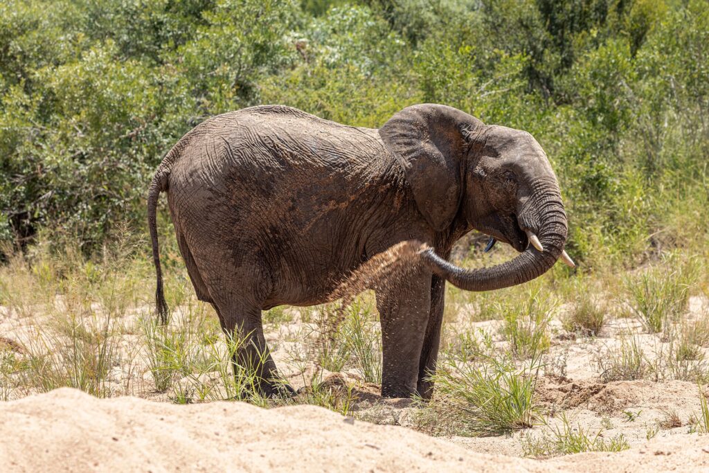 Un elefante de pie en la arena de un lecho de río seco se echa arena sobre el flanco con la trompa, con la sabana verde detrás
