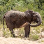 Un elefante de pie en la arena de un lecho de río seco se echa arena sobre el flanco con la trompa, con la sabana verde detrás