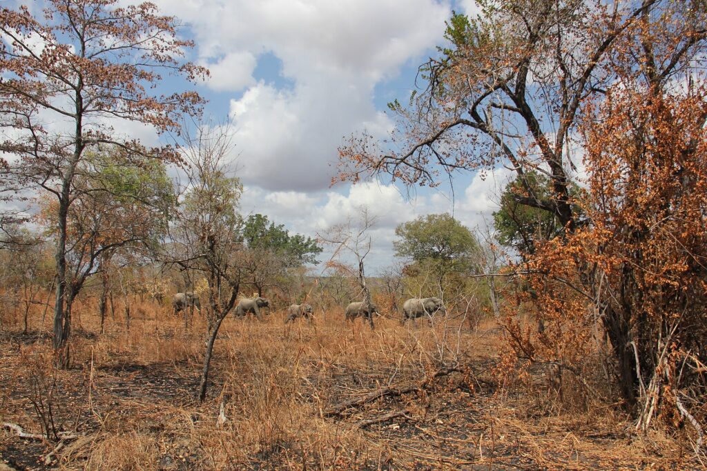 Cinco elefantes caminan en fila a lo lejos por un bosque abierto de miombo de hojas rojizas, bajo un cielo cargado de nubes