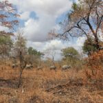 Cinco elefantes caminan en fila a lo lejos por un bosque abierto de miombo de hojas rojizas, bajo un cielo cargado de nubes