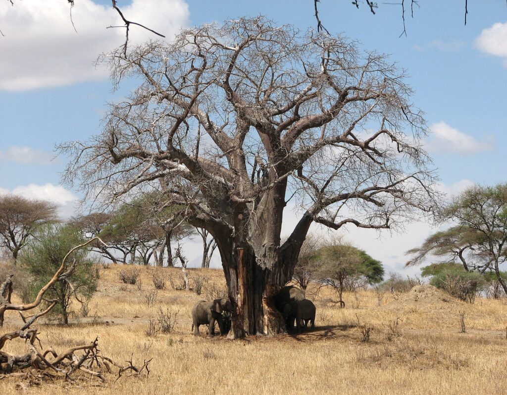 Tres elefantes al pie de un baobab sin hojas, uno de ellos arranca la corteza del tronco, con hierba seca alrededor