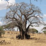 Tres elefantes al pie de un baobab sin hojas, uno de ellos arranca la corteza del tronco, con hierba seca alrededor