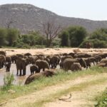 Una gran manada de elefantes cruza el río pardo por un vado delante de una orilla de arena, con palmeras doum y una colina rocosa detrás
