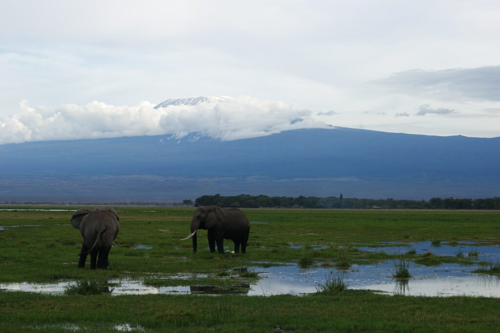 Dos elefantes en un pantano inundado de hierba verde, uno de espaldas y otro de perfil, con la cima blanca del Kilimanjaro sobre una franja de nubes