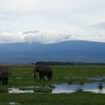 Dos elefantes en un pantano inundado de hierba verde, uno de espaldas y otro de perfil, con la cima blanca del Kilimanjaro sobre una franja de nubes