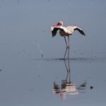 Un flamenco enano solo en el agua gris estira sus alas carmín y negras, con el pico rojo oscuro plegado contra el cuello y su reflejo debajo