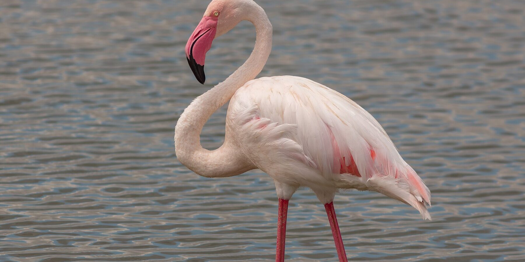 Un flamenco común de pie en aguas poco profundas, con el plumaje blanco rosado, las alas bordeadas de rojo y el pico rosa de punta negra curvado hacia el cuello