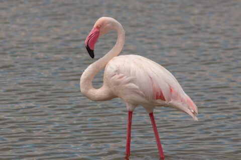 Un flamenco común de pie en aguas poco profundas, con el plumaje blanco rosado, las alas bordeadas de rojo y el pico rosa de punta negra curvado hacia el cuello