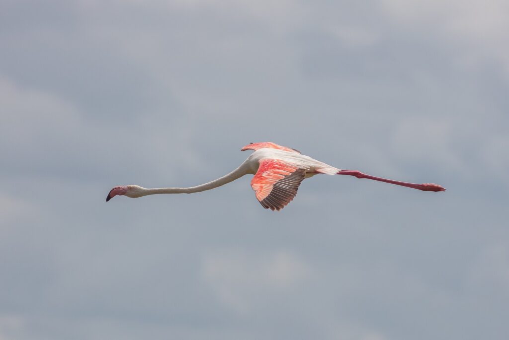 Un flamenco común en vuelo, con el cuello estirado y las alas rojas y negras abiertas contra un cielo gris