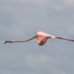 Un flamenco común en vuelo, con el cuello estirado y las alas rojas y negras abiertas contra un cielo gris