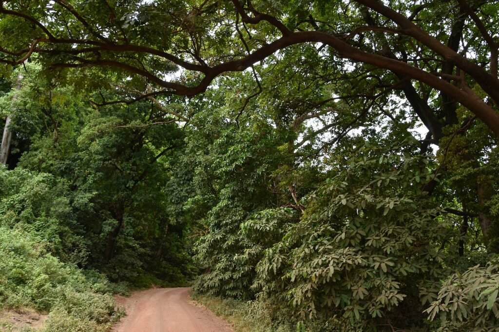 Una pista de tierra roja pasa bajo la bóveda de grandes árboles del bosque