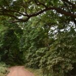 Una pista de tierra roja pasa bajo la bóveda de grandes árboles del bosque