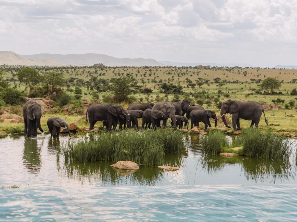 Una manada de elefantes en la charca, vista desde la piscina infinita del Four Seasons Safari Lodge Serengeti