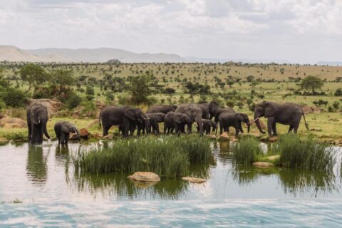 Una manada de elefantes en la charca, vista desde la piscina infinita del Four Seasons Safari Lodge Serengeti